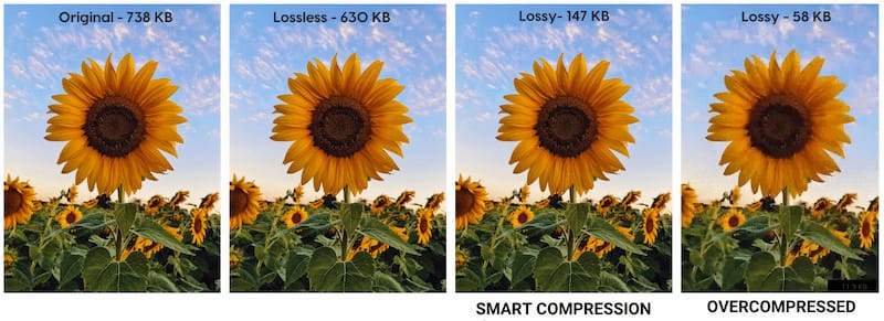 Lossy And Lossless Webp Files